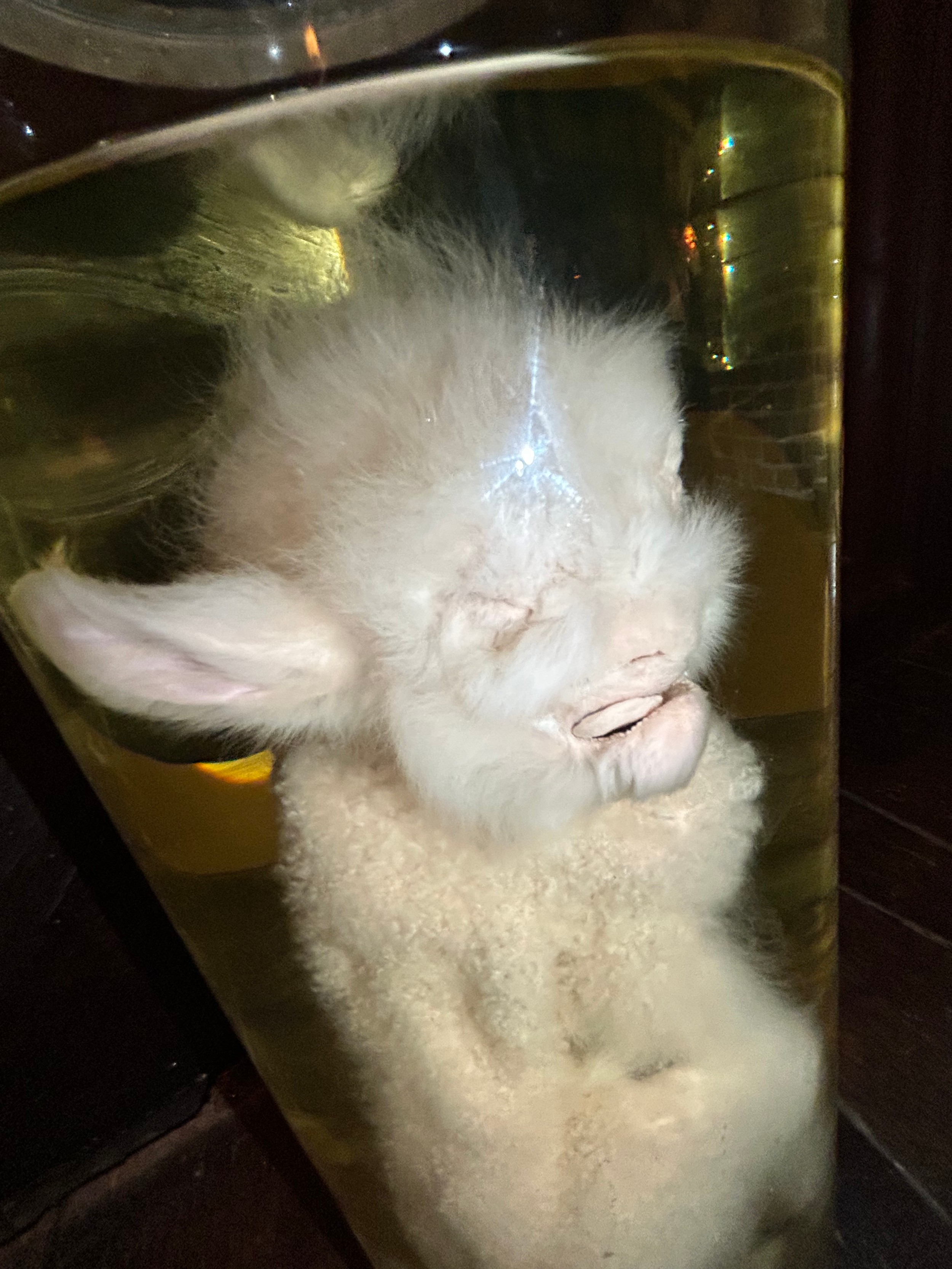 A TAXIDERMY INTEREST WET SPECIMEN OF A TWO BODIED PICKLED LAMB, preserved in alcohol within a - Image 4 of 7