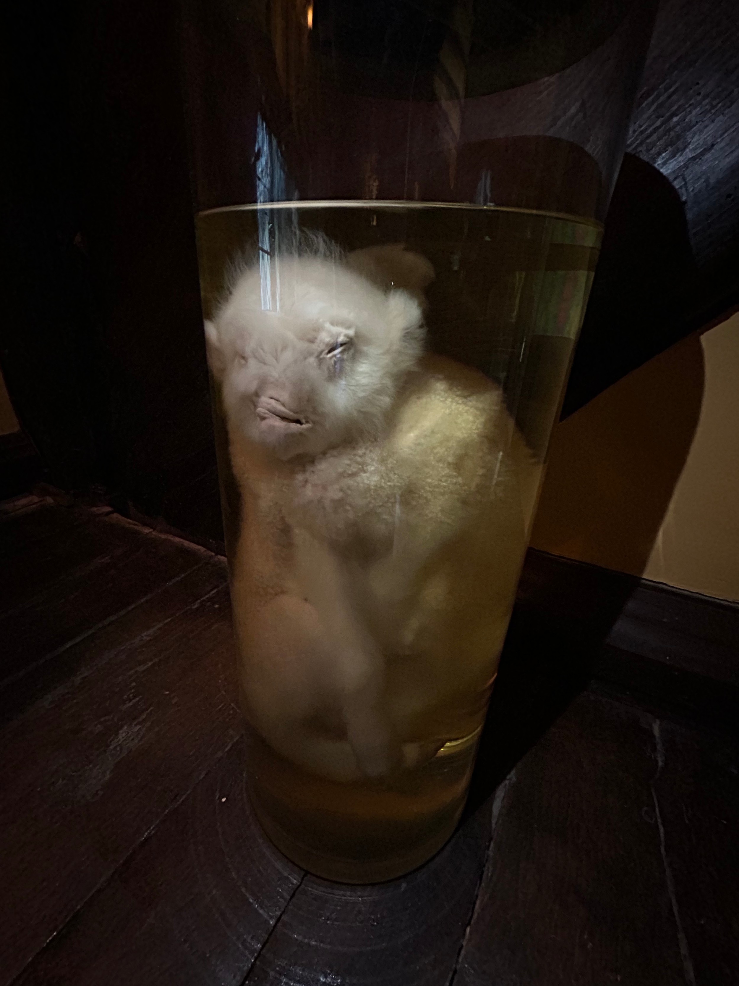 A TAXIDERMY INTEREST WET SPECIMEN OF A TWO BODIED PICKLED LAMB, preserved in alcohol within a - Image 7 of 7