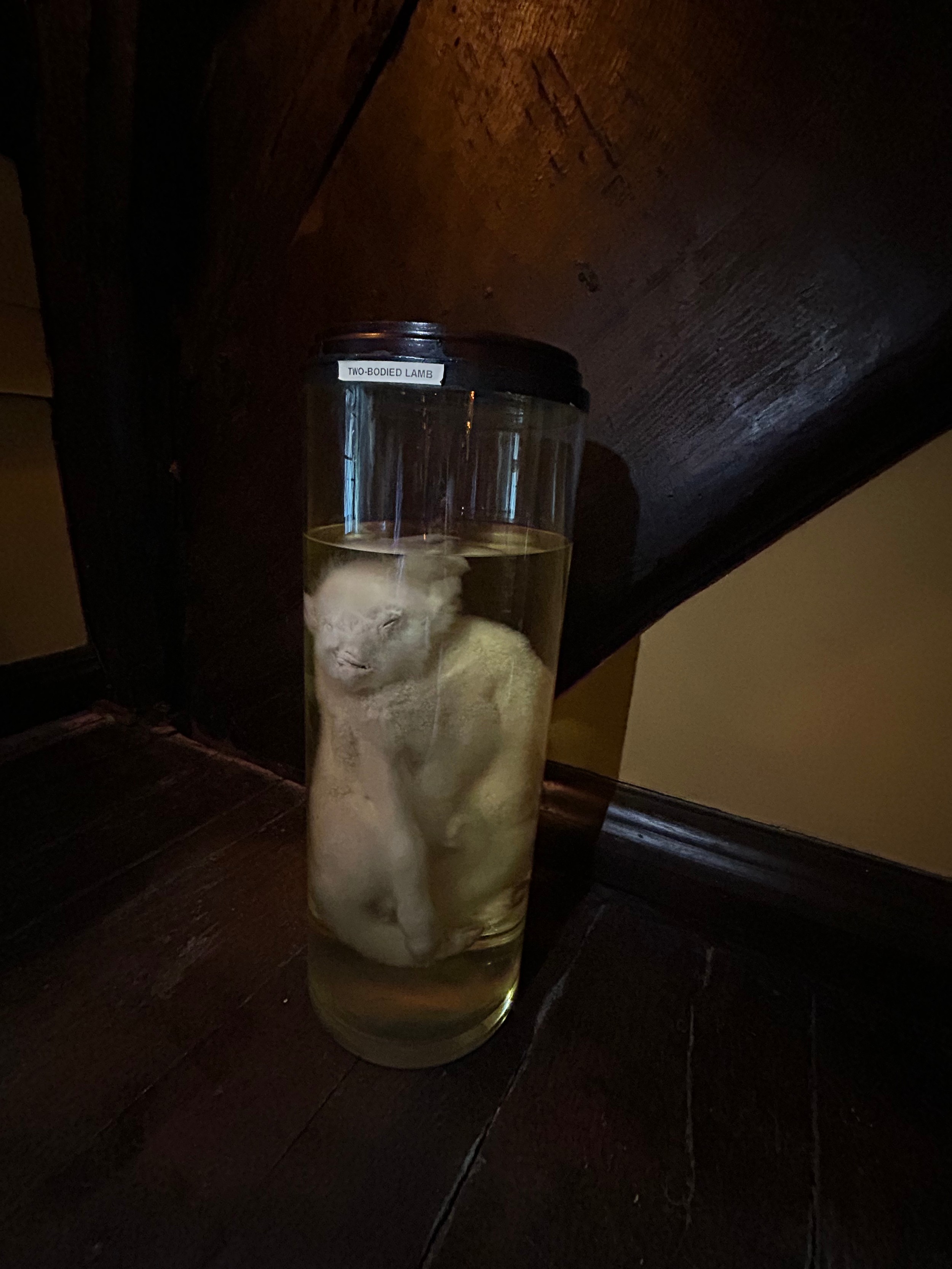 A TAXIDERMY INTEREST WET SPECIMEN OF A TWO BODIED PICKLED LAMB, preserved in alcohol within a - Image 2 of 7