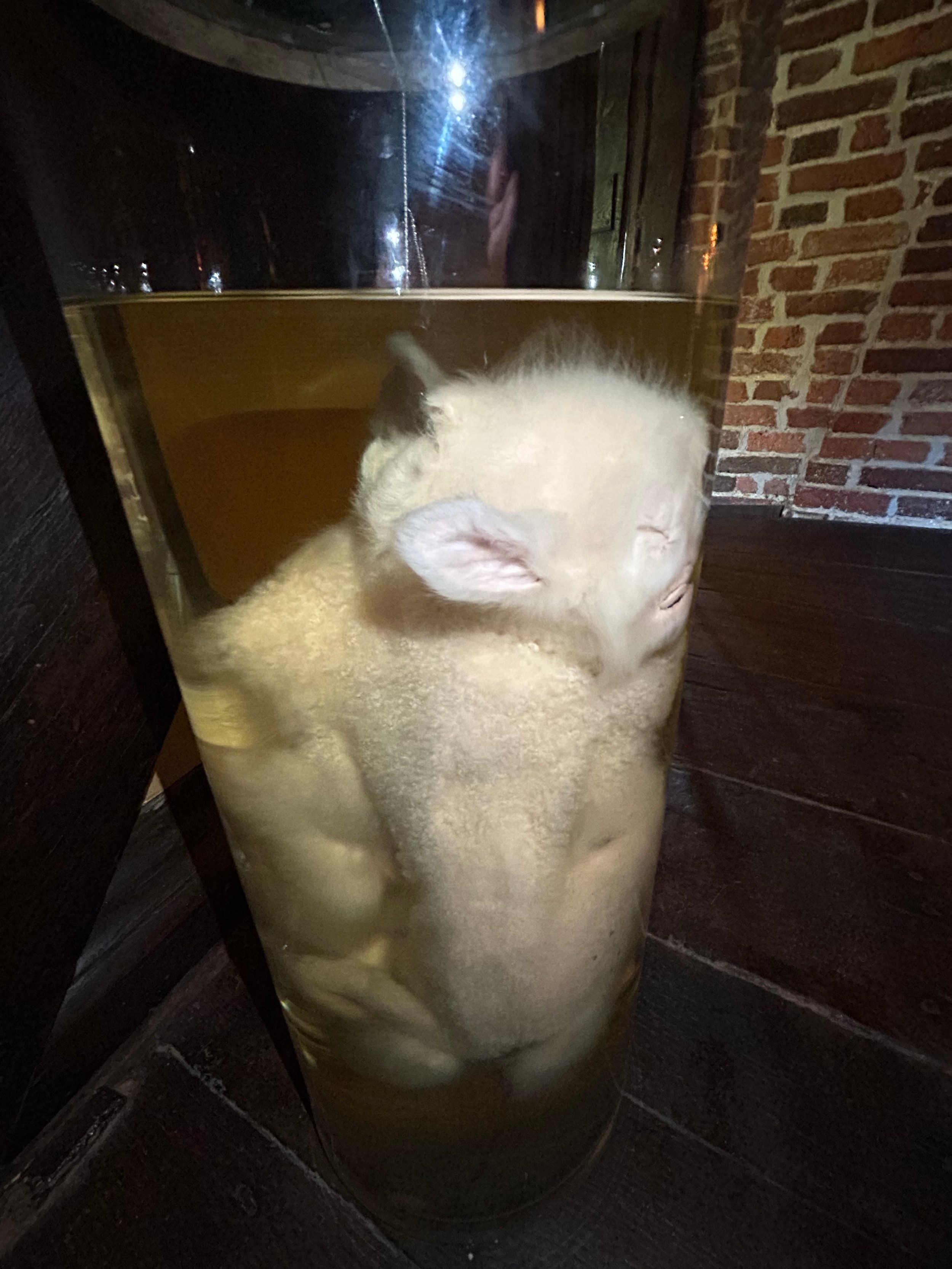 A TAXIDERMY INTEREST WET SPECIMEN OF A TWO BODIED PICKLED LAMB, preserved in alcohol within a - Image 3 of 7