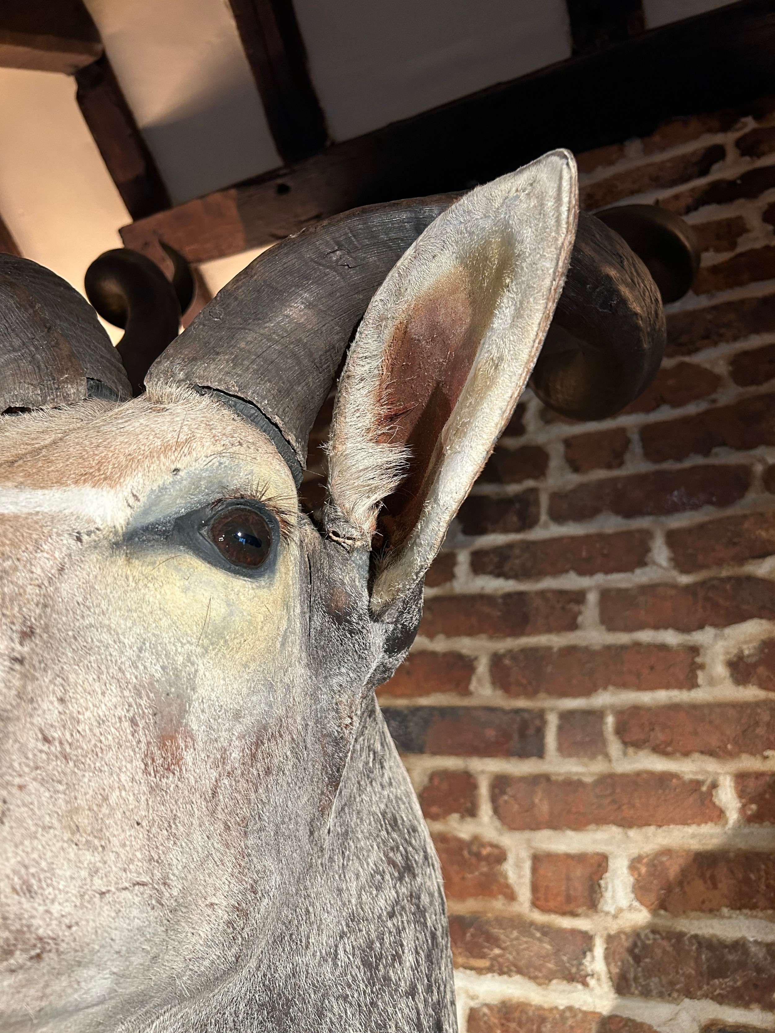 A TAXIDERMY GREATER KUDU, (Tragelaphus strepsiceros), head and shoulder mount 168cm x 90cm x 84cm ( - Image 9 of 9