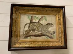 A watercolour of a Leopard standing in trees. In a mahogany and gilt frame