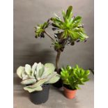 Three plants (Succulents) Echeveria, Aeonium & Crassula (Money Plant) All indoor/Conservatory.