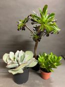 Three plants (Succulents) Echeveria, Aeonium & Crassula (Money Plant) All indoor/Conservatory.