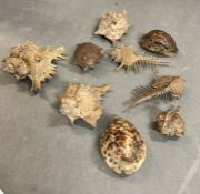 A selection of vintage shells