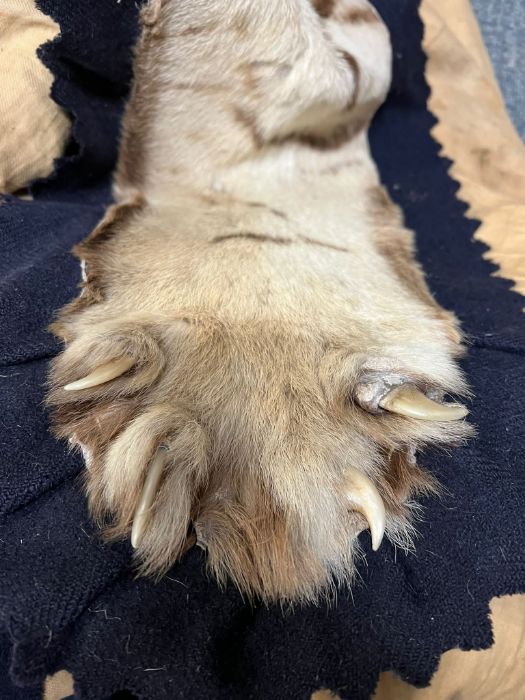 A Victorian taxidermy tiger, lined. - Image 3 of 13