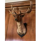 A mounted Stags head taxidermy