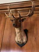 A mounted Stags head taxidermy