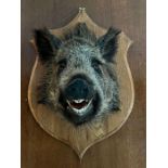 A wild Boar head taxidermy mounted on a wooden shield back