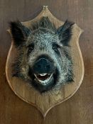 A wild Boar head taxidermy mounted on a wooden shield back