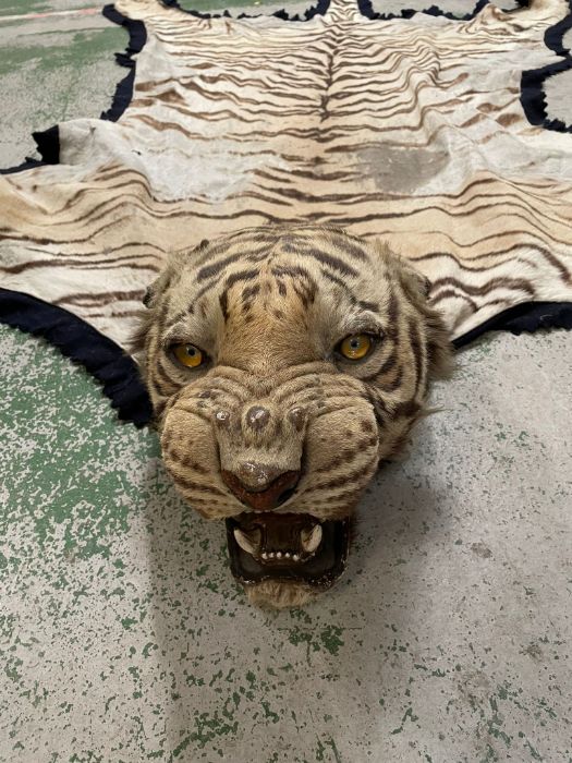 A Victorian taxidermy tiger, lined. - Image 12 of 13