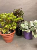 Three plants (Succulents) Echeveria, Aeonium & Crassula (Money Plant) All indoor/Conservatory.