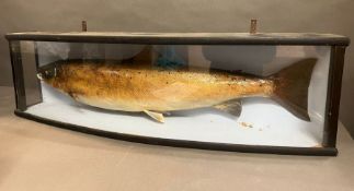 A taxidermy salmon (H30cm W106cm)