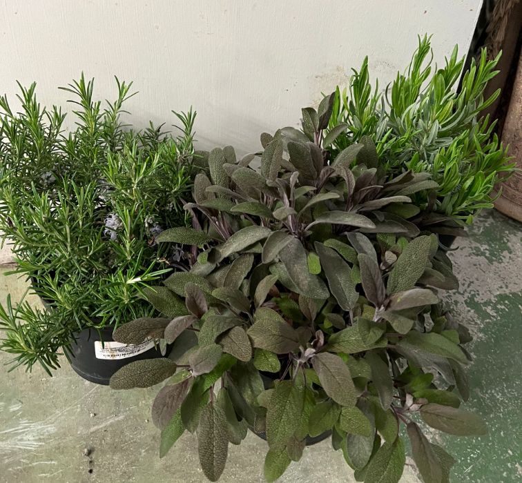 A selection of three herbs plants