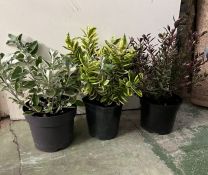 A selection of three shrubs plants