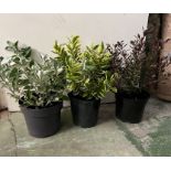 A selection of three shrubs plants