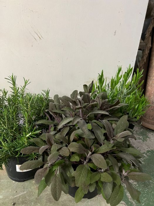 A selection of three herbs plants - Image 2 of 2
