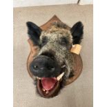 A taxidermy Boars head with plaque, Parc De Launay Feb 2012