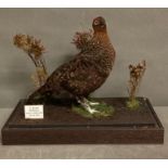 A taxidermy Red Grouse in a glass display case, Bransdale North Yorkshire 13-08-2012