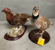 A mounted male and female Partridge