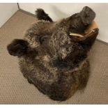 A taxidermy Boars head, unmounted