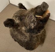 A taxidermy Boars head, unmounted