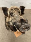 A taxidermy Boars head, unmounted