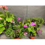A selection of Geranium and Pelargoniums etc plants