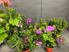 A selection of Geranium and Pelargoniums etc plants