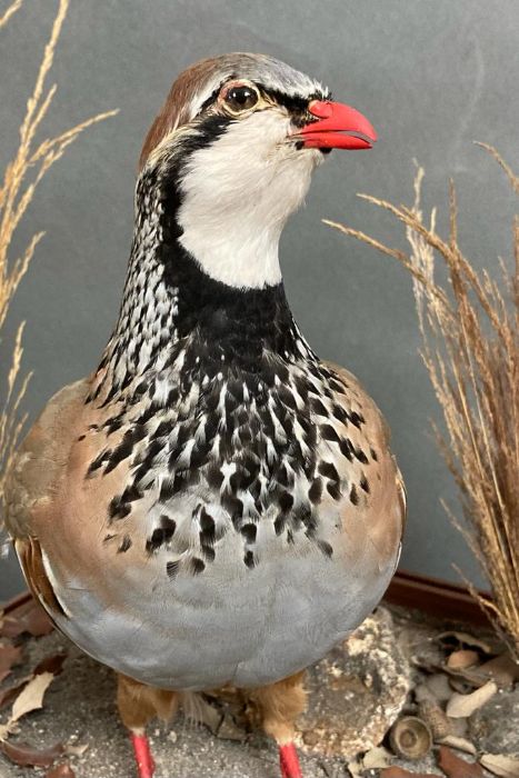 A glass cased taxidermy of a Partridge - Image 2 of 2