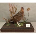 A glass cased taxidermy of a Grouse