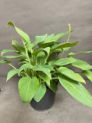 A large Hosta plant