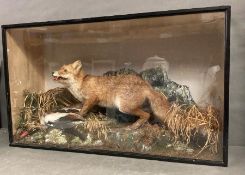 A cased glass fronted taxidermy of a fox Hunting Scene (H62cm W107cm D35cm)