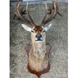 A large mounted Stags head taxidermy (H160cm W120cm D78cm)