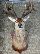 A large mounted Stags head taxidermy (H160cm W120cm D78cm)