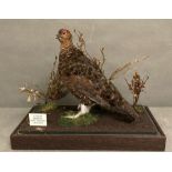 A glass cased taxidermy of a red Grouse