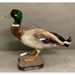 A mounted taxidermy Mallard Duck