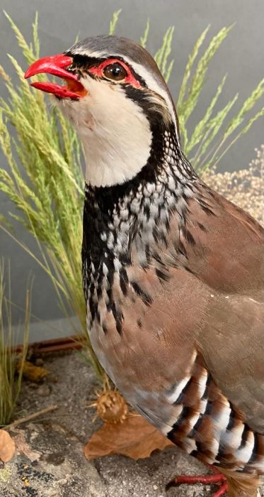 A glass cased taxidermy Partridge - Image 2 of 2