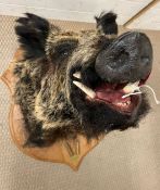 A mounted taxidermy Boars head with plaque, Mr Ron Bauer, Parc De Launay 2011 with mounted shell