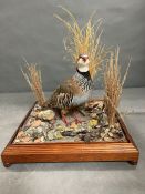 A glass cased taxidermy of a Partridge