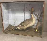 A taxidermy duck