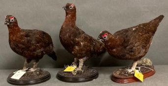 Three mounted taxidermy Red Grouse