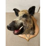 A mounted taxidermy Boars head with plaque,Parc De Launay 2011 with shell casings