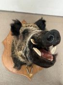 A large taxidermy Boars head with plaque, Parc De Launay Feb 2011