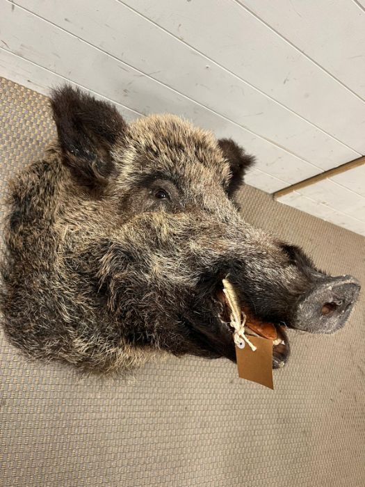 A taxidermy Boars head, unmounted - Image 3 of 3