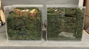 Two acrylic display stands full off moss.