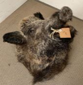 A taxidermy Boars head, unmounted