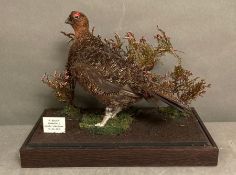 A taxidermy Red Grouse in a glass display case, Bransdale North Yorkshire 13-08-2012
