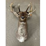 A Stags head, taxidermy unmounted