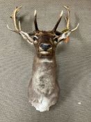 A Stags head, taxidermy unmounted
